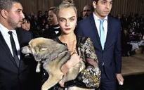 Cara Delevingne đưa cún đi xem thời trang