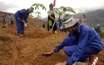 Miễn tiền thuê đất trồng cao su tái canh