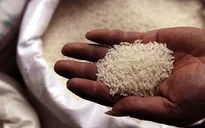 Giá gạo xuất khẩu Việt Nam cao nhất thế giới