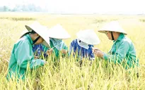 Doanh nhân Trần Mạnh Báo và niềm đam mê với cây lúa (15h35, VTV1)