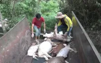 Bình Phước yêu cầu DN xử lý hậu quả vứt lợn chết ra môi trường