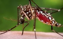 Cuba huy động 9.000 binh lính ứng phó với virus Zika