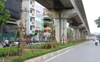 Hà Nội trồng cây dưới đường sắt trên cao: Có thực sự hợp lý?