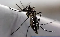 Dùng phóng xạ diệt muỗi ngăn dịch Zika