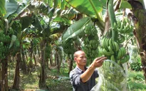 "Vua chuối đất Bắc" Phạm Năng Thành: Quyết tâm không bỏ cuộc