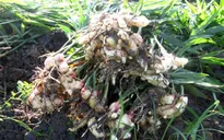 ĐBSCL: Giá gừng giảm kỷ lục