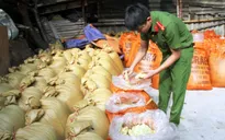 Lào Cai: Bắt giữ 10 tấn măng tươi ngâm hóa chất độc hại