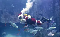 Đặc biệt ong già Noel phiên bản người cá tại Thủy cung Paris