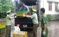 Quảng Ninh: Tiêu hủy 15.000 con gà giống không rõ nguồn gốc
