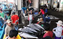 Phú Yên công bố chuỗi liên kết cá ngừ