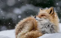 Tròn mắt ảnh thiên nhiên ấn tượng của National Geographic năm 2016