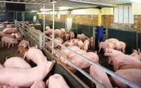 Giáp Tết, giá lợn hơi bất ngờ giảm mạnh