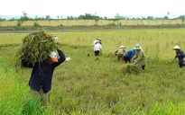 Mở rộng đối tượng miễn thuế sử dụng đất nông nghiệp