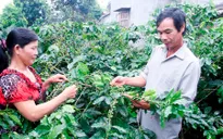 Xây dựng nhãn hiệu tập thể cho cà phê Khe Sanh