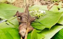 Thưởng thức đặc sản thịt chuột nướng muối ớt tại Lào