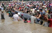 VIDEO Giải cứu thành công cá voi 15 tấn mắc cạn ở Nghệ An
