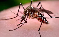 Bộ Y tế bác bỏ thông tin Việt Nam từng chủ động nuôi chủng muỗi Aedes