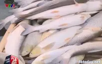 Ngày mai (29/6) có thể công bố nguyên nhân cá chết