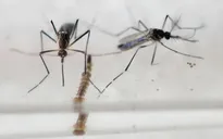 Việt Nam chính thức vào cuộc chiến chống virus Zika