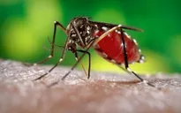 Hàn Quốc ghi nhận trường hợp nhiễm virus Zika đầu tiên