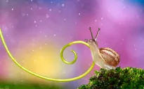 Sống động thế giới tí hon đầy màu sắc
