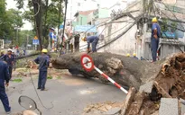 Công ty Điện lực Lâm Đồng phản hồi về vụ cây thông cổ thụ bật gốc kéo đổ 6 cột điện