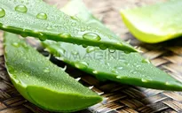 Lô hội - Bí quyết làm đẹp rẻ mà hiệu quả