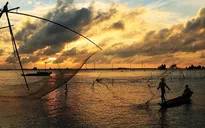 Nguy cơ mất nghề do lũ muộn ở ĐBSCL