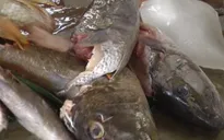 28 người nhập viên nghi ngộ độc do ăn cá hồng