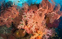 Rực rỡ sắc màu dải san hô vùng Raja Ampat
