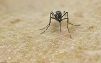 WHO cảnh báo dịch Zika có thể tồi tệ hơn