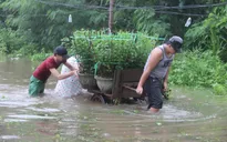 Người trồng hoa Tết Quảng Ngãi nguy cơ trắng tay sau lũ