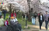 Hoa anh đào nở sớm ở Washington DC, Mỹ