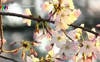 Chiêm ngưỡng hoa anh đào khoe sắc tại Washington DC