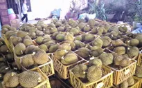 Hóa chất kích chín sầu riêng nằm trong danh mục cấm