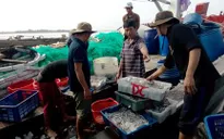 Quảng Trị: Sản lượng đánh bắt hải sản ở Cửa Việt tăng mạnh