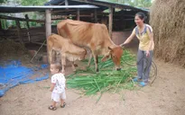 Trên 84.000 hộ nghèo, cận nghèo ở Kon Tum được vay vốn phát triển kinh tế