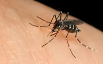 Phú Yên: Phát hiện một trường hợp nhiễm virus Zika