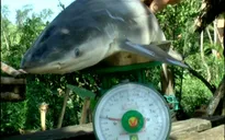 Vĩnh Long: Người dân bắt được cá mập 4 kg