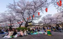 Lễ hội ngắm hoa anh đào Hanami tại Hà Nội