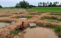 Nuôi cá “phá” cây lúa, người dân Đồng Tháp bỏ lúa trồng cỏ giống