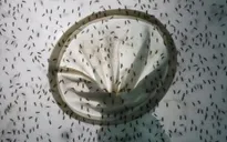 Trung Quốc thả 3 triệu con muỗi để ức chế dịch sốt xuất huyết và Zika