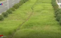 700 tỉ đồng để cắt cỏ cho toàn Hà Nội là đắt hay rẻ?