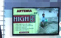 Bộ Tài chính sẽ áp thuế nhập khẩu trứng Artemia