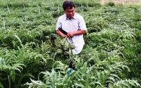 Gần nửa triệu đồng một kg bông atiso, chợ không dám bán