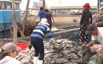 Đà Nẵng xử lý ô nhiễm ở âu thuyền Thọ Quang