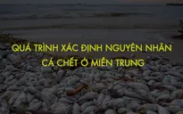 [INFOGRAPHIC] Quá trình xác định nguyên nhân cá chết ở miền Trung