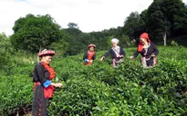Hiệu quả của chương trình xóa đói giảm nghèo ở Bắc Kạn