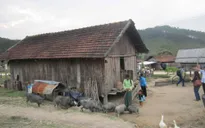 Kon Tum: 12 dự án hỗ trợ người nghèo phát triển sản xuất