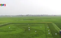 Độc đáo bản đồ Việt Nam khổng lồ trên cánh đồng lúa